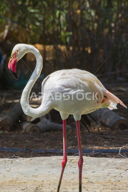 محل للبيع الامارات